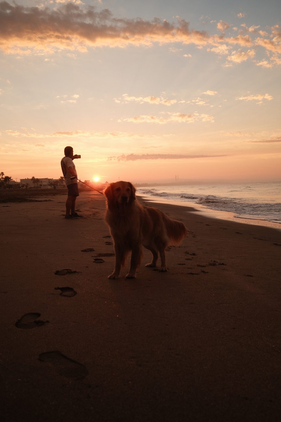 Golden retriever on the beach at sunset