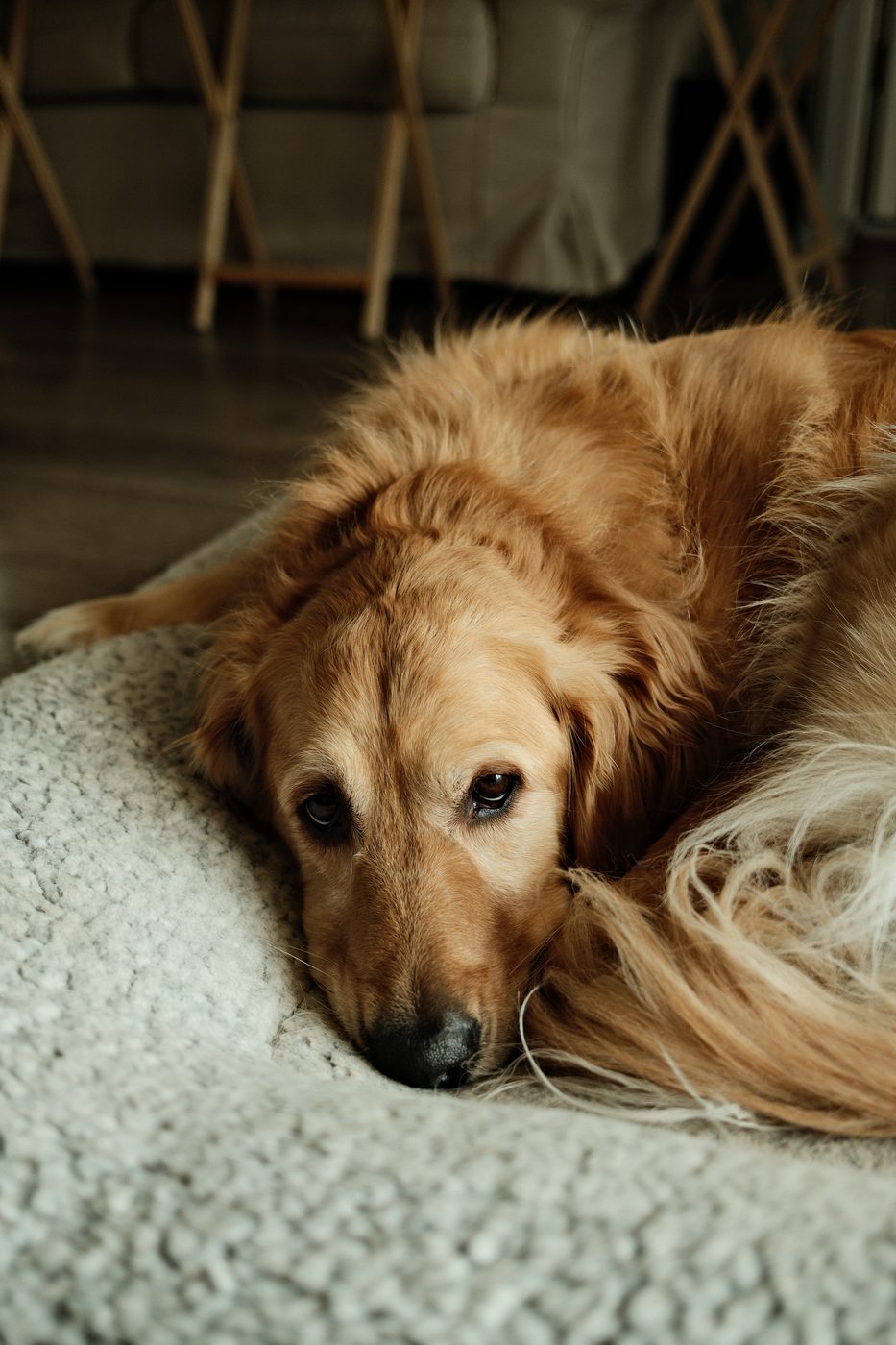 Golden retriever resting cozily indoors