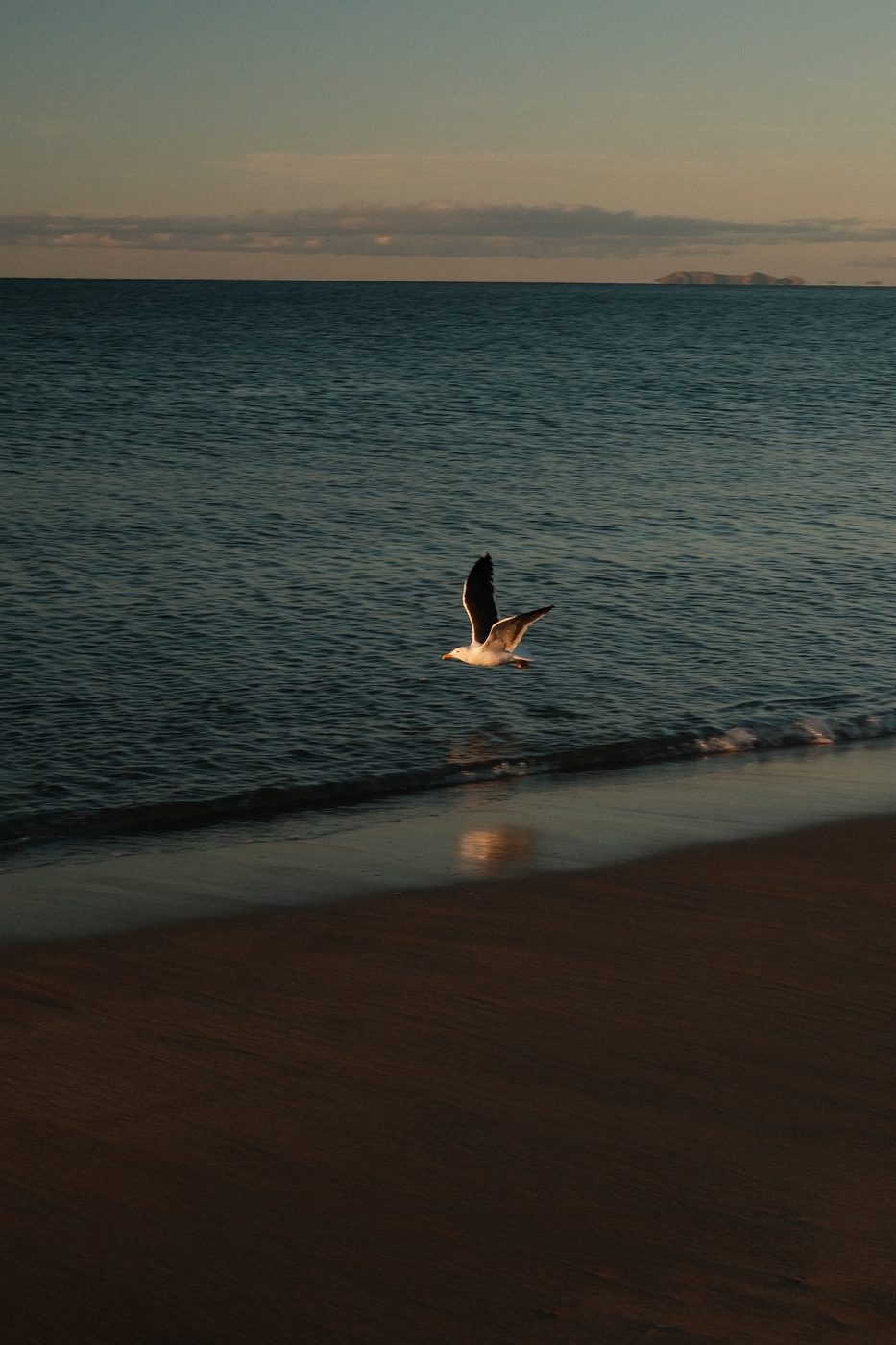 Seagull in flight over the ocean at dusk